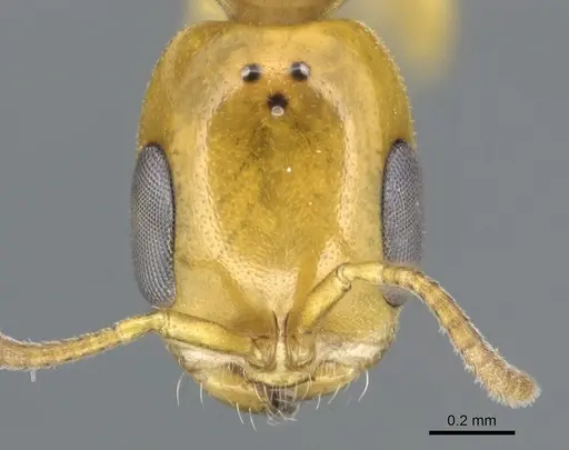 Pseudomyrmex leptosus - CASENT0902896