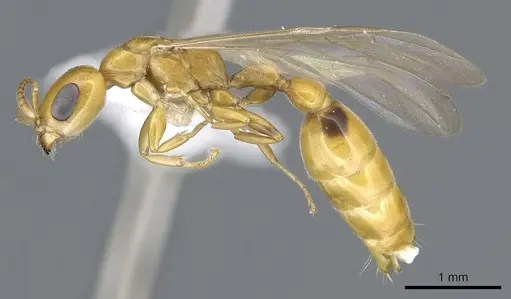 Pseudomyrmex leptosus - CASENT0902896