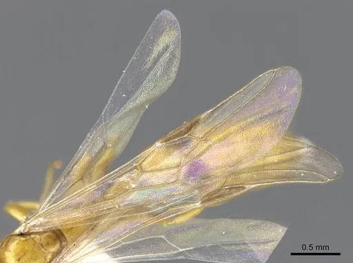 Pseudomyrmex leptosus - CASENT0902896