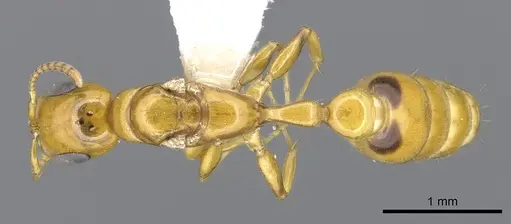 Pseudomyrmex leptosus - CASENT0902897