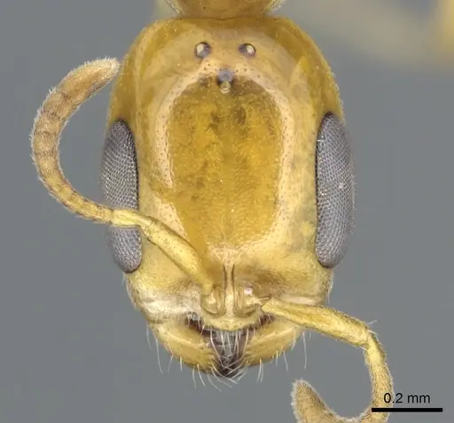 Pseudomyrmex leptosus - CASENT0902897