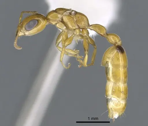 Pseudomyrmex leptosus - CASENT0902897