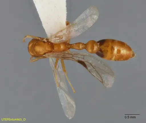 Pseudomyrmex leptosus - UTEPENTO4465