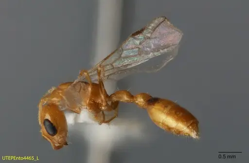 Pseudomyrmex leptosus - UTEPENTO4465