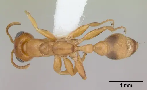 Pseudomyrmex lizeri specimen