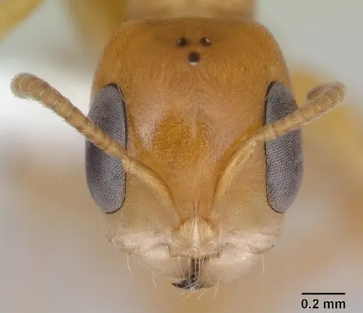 Pseudomyrmex lizeri specimen