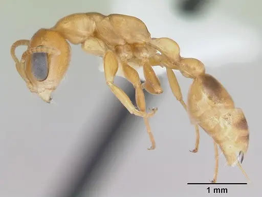 Pseudomyrmex lizeri specimen