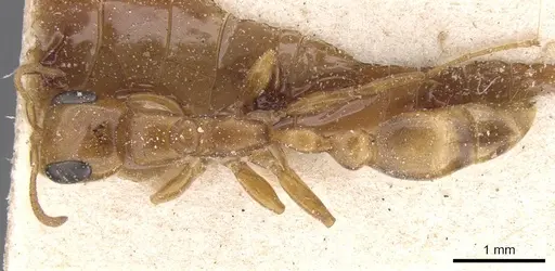 Pseudomyrmex lizeri - CASENT0915506