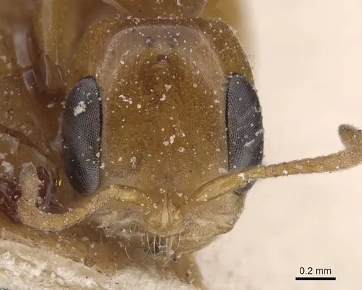 Pseudomyrmex lizeri - CASENT0915506