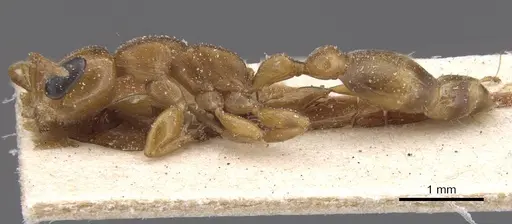 Pseudomyrmex lizeri - CASENT0915506