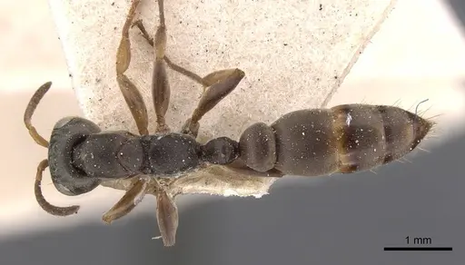 Pseudomyrmex longior specimen