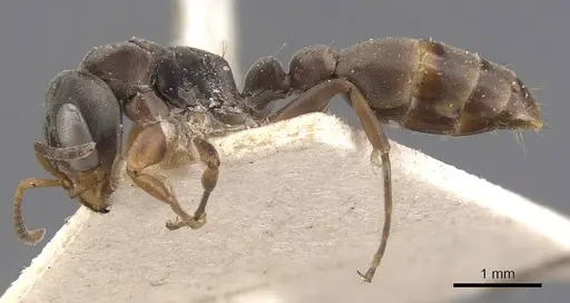 Pseudomyrmex longior specimen