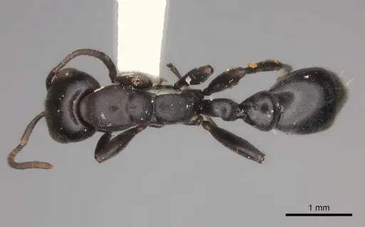 Pseudomyrmex lynceus specimen