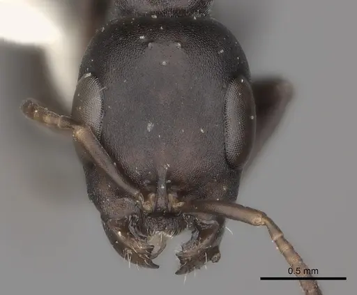 Pseudomyrmex lynceus specimen