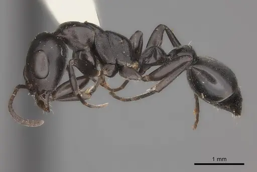 Pseudomyrmex lynceus specimen