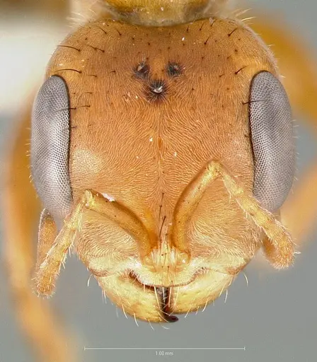Pseudomyrmex maculatus specimen