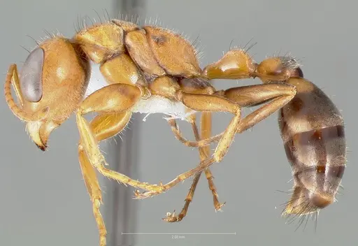 Pseudomyrmex maculatus specimen