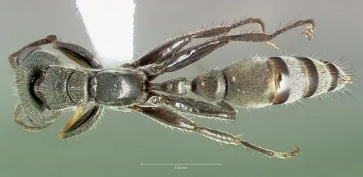 Pseudomyrmex maculatus - CASENT0005860