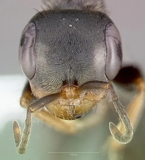 Pseudomyrmex maculatus - CASENT0005860