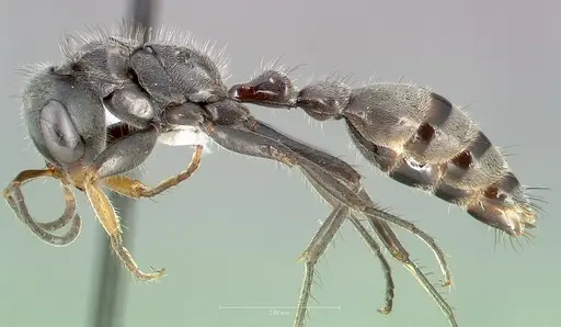 Pseudomyrmex maculatus - CASENT0005860