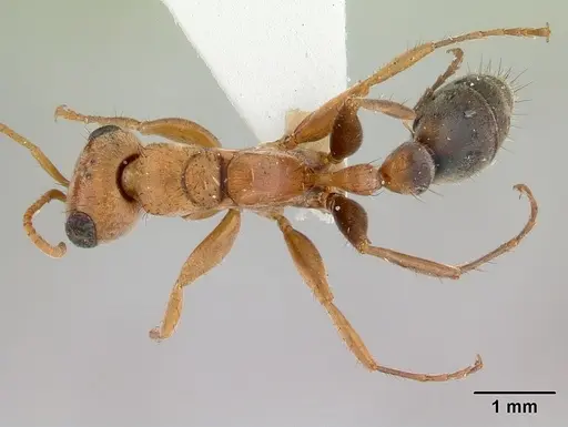 Pseudomyrmex maculatus - CASENT0178621
