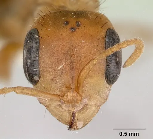 Pseudomyrmex maculatus - CASENT0178621