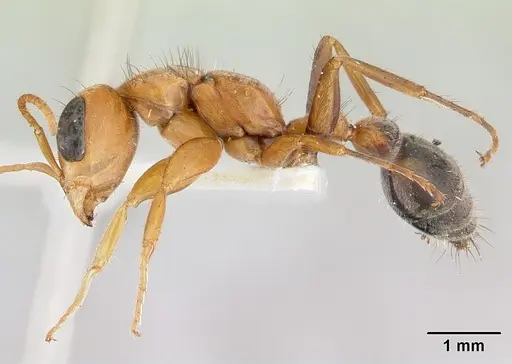 Pseudomyrmex maculatus - CASENT0178621