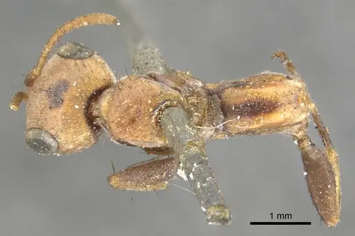 Pseudomyrmex maculatus - CASENT0902852