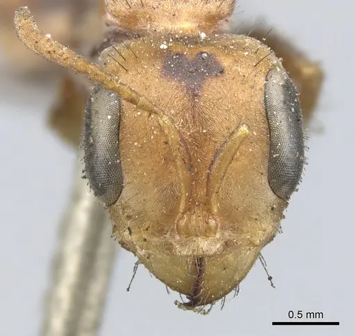 Pseudomyrmex maculatus - CASENT0902852