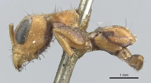 Pseudomyrmex maculatus - CASENT0902852