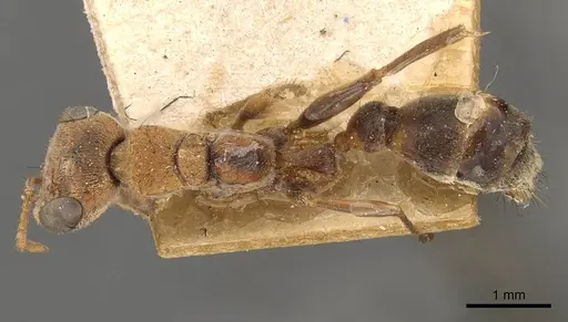 Pseudomyrmex maculatus - CASENT0907482