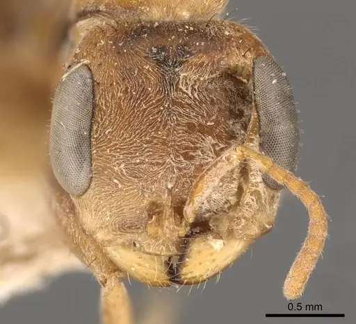 Pseudomyrmex maculatus - CASENT0907482