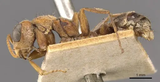 Pseudomyrmex maculatus - CASENT0907482