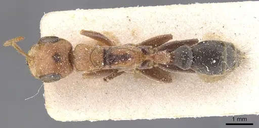 Pseudomyrmex maculatus - CASENT0915511