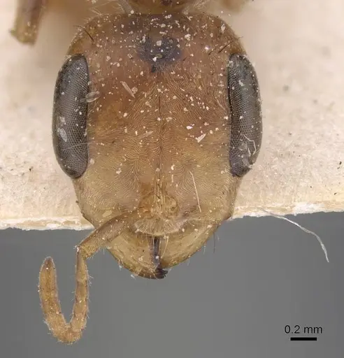 Pseudomyrmex maculatus - CASENT0915511