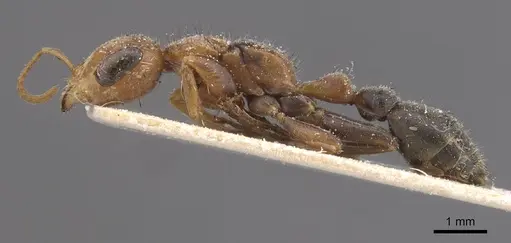 Pseudomyrmex maculatus - CASENT0915511