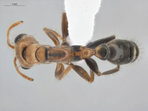 Pseudomyrmex maculatus - ECOFOG-HC-0006