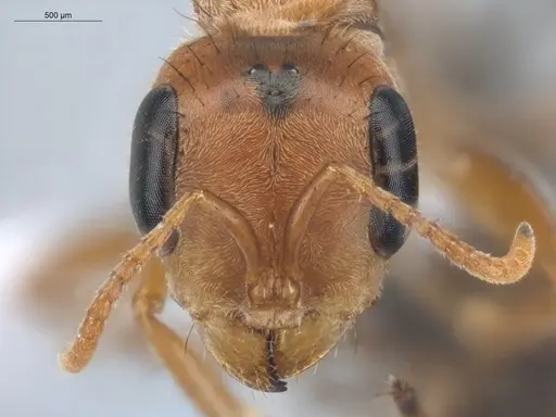 Pseudomyrmex maculatus - ECOFOG-HC-0006