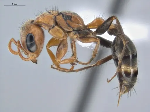 Pseudomyrmex maculatus - ECOFOG-HC-0006