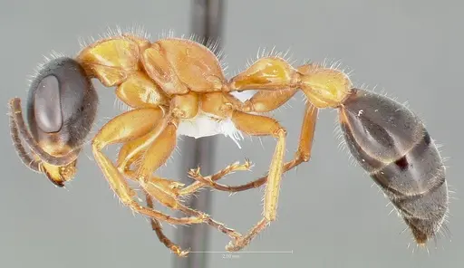 Pseudomyrmex major specimen