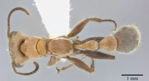 Pseudomyrmex major - CASENT0246298