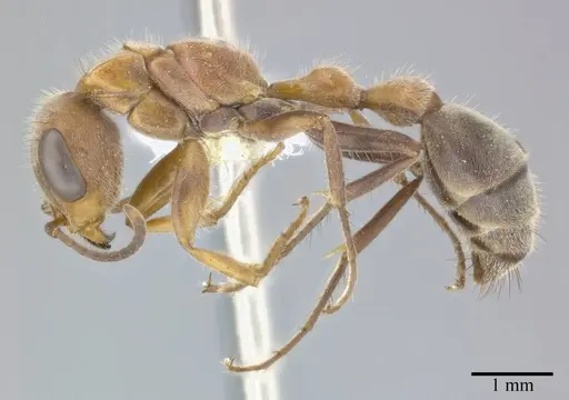 Pseudomyrmex major - CASENT0246298