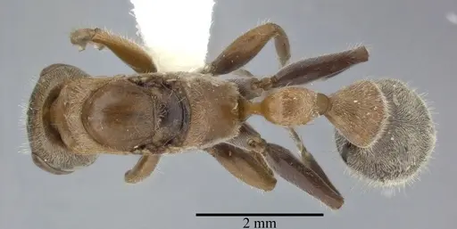 Pseudomyrmex major - CASENT0246313