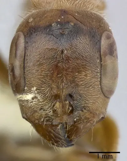 Pseudomyrmex major - CASENT0246313