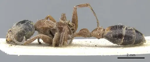 Pseudomyrmex major - CASENT0902854