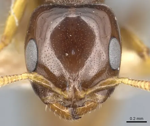 Pseudomyrmex malignus specimen