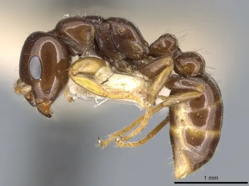 Pseudomyrmex malignus specimen