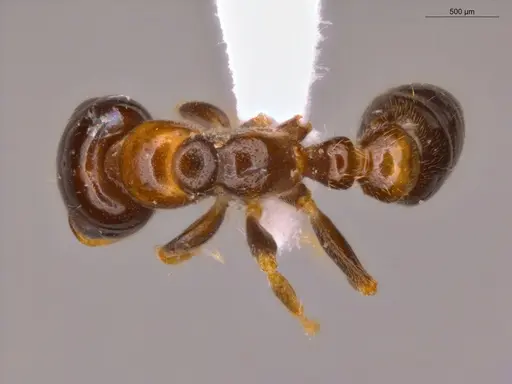 Pseudomyrmex malignus - ECOFOG-CSG15-0079-07