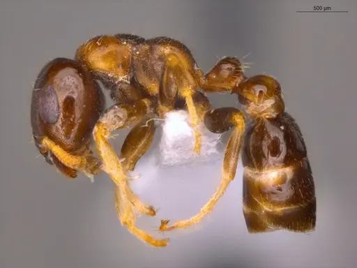 Pseudomyrmex malignus - ECOFOG-CSG15-0079-07