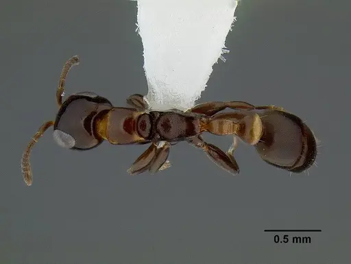 Pseudomyrmex micans specimen